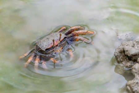 Female Fiddler crab (Uca sp.) in the mud in mangrove forest