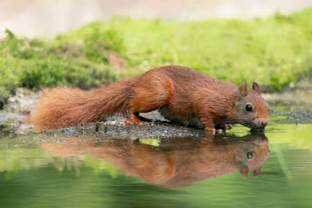 Cute and beautiful Eurasian red squirrel (Sciurus vulgaris) drinking water in a pool in the forest of Noord Brabant in the Netherlands. Reflection in the water. Came for a drink on a hot summer day.の写真素材