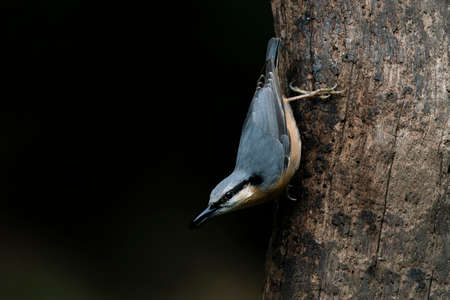 Eurasian Nuthatch (Sitta europaea) on a tree in the forest of Noord Brabant in the Netherlands. dark background.の写真素材
