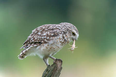 Cute Burrowing owl (Athens cunicularia) with a prey (Grasshopper) sitting on a branch. Blurry green background.の写真素材