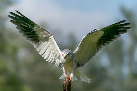 Black-winged kite (Elanus caeruleus) landed on a branch with Wings Spread. North Brabant in the...
