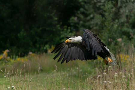 Majestic bald eagle American eagle adult (Haliaeetus leucocephalus) in flight. American National...