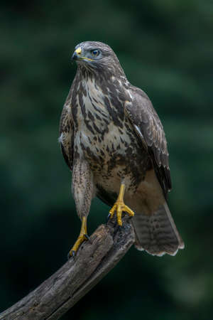 A screaming Common Buzzard (Buteo buteo) sitting on a fence post at a pasture looking for prey. Gelderland in the Netherlands. green background.の写真素材