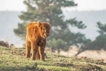 Beautiful Highland calf cattle (Bos taurus taurus) grazing in field. Veluwe in the Netherlands. Scottish Highlanders in a natural landscape.の写真素材