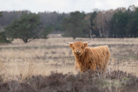 Beautiful Highland Cows cattle (Bos taurus taurus) grazing in field. Deelerwoud in the Netherlands....