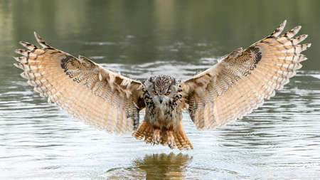 A beautiful, huge European Eagle Owl (Bubo bubo) taking a prey out of the water. Gelderland in the Netherlands. front view.の写真素材