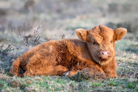 Beautiful Highland calf cattle (Bos taurus taurus) grazing in field. Veluwe in the Netherlands. Scottish Highlanders in a natural landscape.の写真素材