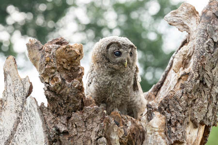 Juvenile young The tawny owl or brown owl (Strix aluco) on a tree in the forest of Gelderland in the Netherlands. Bokeh background.の写真素材