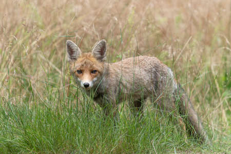 Beautiful red fox (Vulpes vulpes) in natural environment. In the forest of North Brabant in the Netherlands.の写真素材