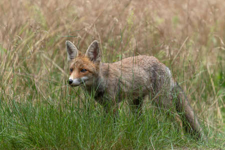 Beautiful red fox (Vulpes vulpes) in natural environment. In the forest of North Brabant in the Netherlands.の写真素材