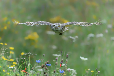 Burrowing owl (Athens cunicularia) in flight. With Wings Spread. Green summer background with colorful flowers.の写真素材