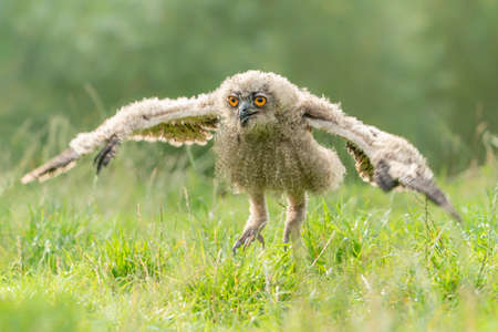 A beautiful juvenile young European Eagle Owl (Bubo bubo) walking in high grasses in the Netherlands. green background.の写真素材