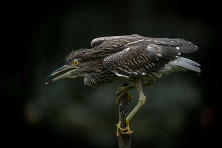 Beautiful juvenile Night Heron (Nycticorax nycticorax) on a branch. North Brabant in the Netherlands. green background.の写真素材