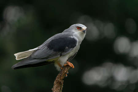 Black-winged kite (Elanus caeruleus) on a branch. North Brabant in the Netherlands. Bokeh...