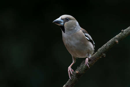 Beautiful Hawfinch (Coccothraustes coccothraustes) on a branch in the forest of Noord Brabant in the Netherlands.の写真素材
