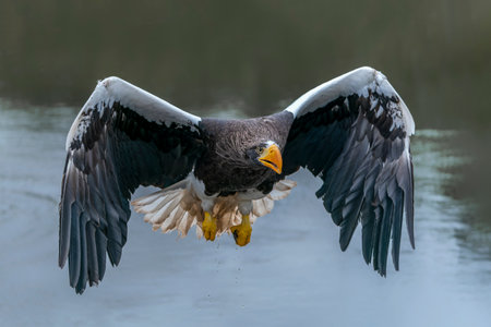 Steller's sea eagle (Haliaeetus pelagicus). taking a prey out of the water. The Steller's Sea Eagle is the heaviest bird of prey in the worldの写真素材