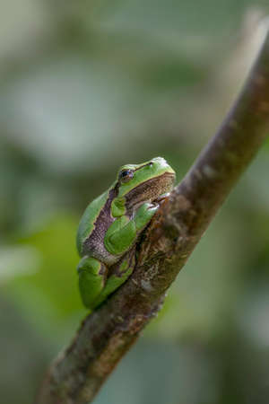 European Tree Frog (Hyla arborea) sitting on a branch in the forest in Noord Brabant in the Netherlands.の写真素材