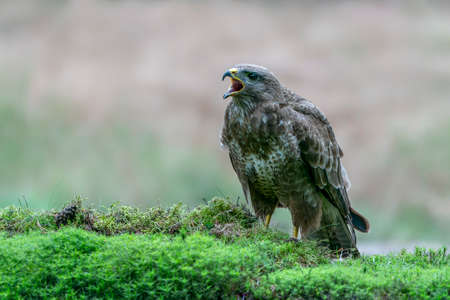 Common Buzzard (Buteo buteo) in the forest of Noord Brabant in the Netherlands.