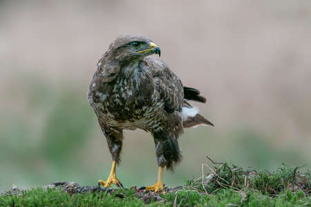 Common Buzzard (Buteo buteo) in the forest of Noord Brabant in the Netherlands.の写真素材