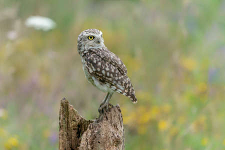 Cute Burrowing owl (Athens cunicularia) sitting on a branch. Burrowing owl alert on post. Background with colorful flowers.の写真素材