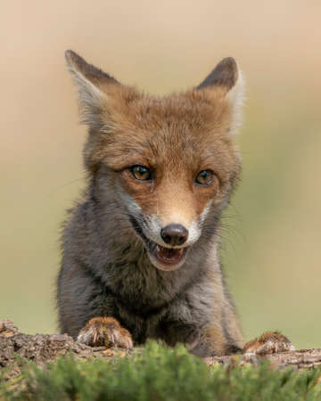 Portrait of a red fox (Vulpes vulpes) in natural environment. In the forest of North Brabant in the Netherlands.の写真素材
