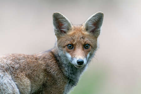 Portrait of a red fox (Vulpes vulpes) in natural environment. In the forest of North Brabant in the Netherlands.の写真素材