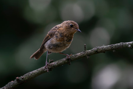 Junenile robin (Erithacus rubecula) on a branch in the forest of Brabant Brabant in the Netherlands....