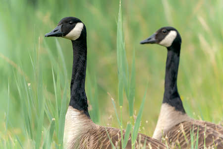 Portrait of two Canada Goose (Branta canadensis). green background. Gelderland in the Netherlands.の写真素材
