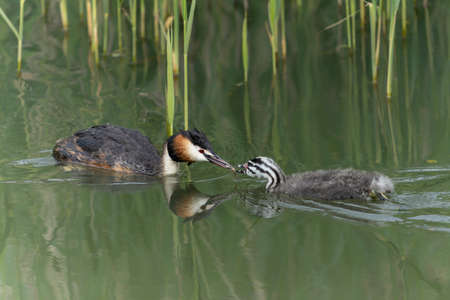 Great crested grebe, waterbird (Podiceps cristatus) with juvenile young chick. Gelderland in the Netherlandsの写真素材