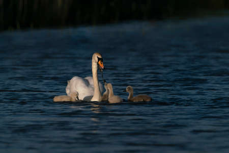 Mother Mute Swan (Cygnus olor) feeds her chicks cubs. Gelderland in the Netherlands.の写真素材