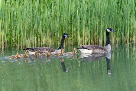 Two parent Canada Goose (Branta canadensis) out with their young goslings. Gelderland in the Netherlands.の写真素材