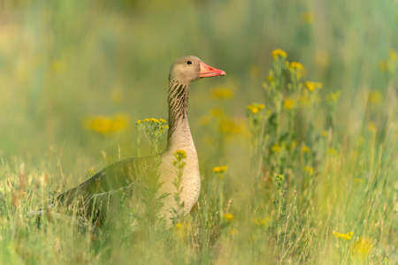 Greylag Goose (Anser anser) standing in grass with yellow flowers. Gelderland in the Netherlands.の写真素材