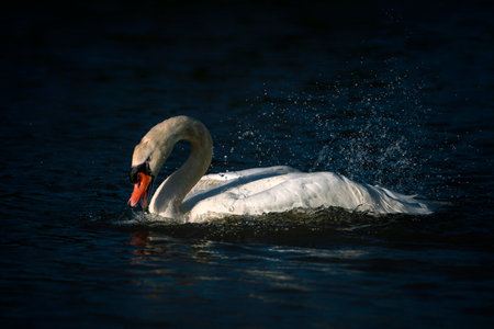Beautiful Mute Swan (Cygnus olor) taking a bath with splashing water and displaying feathers. Gelderland in the Netherlands.の写真素材