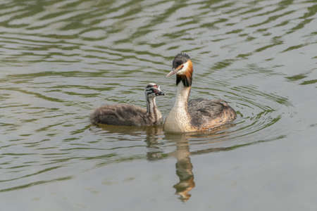 Great crested grebe, waterbird (Podiceps cristatus) with juvenile young chick. Gelderland in the Netherlandsの写真素材