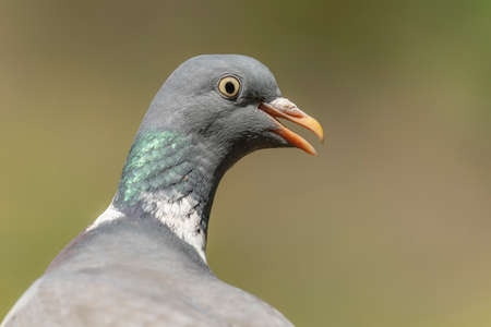 Portrait of a Common Wood Pigeon (Columba palumbus) in the forest Overijssel in the Netherlands. funny bird.の写真素材