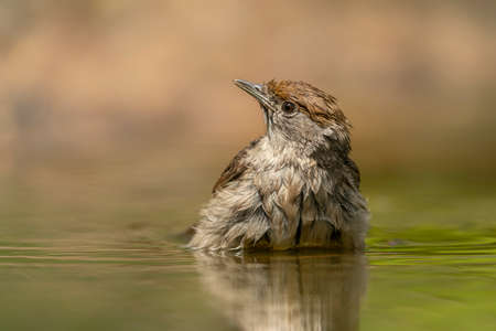 Blackcap female (Sylvia atricapilla) taking a bath in the forest Overijssel in the Netherlands.