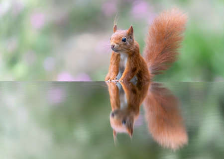 Beautiful Eurasian red squirrel (Sciurus vulgaris) in the forest of Overijssel in the Netherlands....