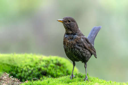 Blackbird (Turdus merula) in the forest of Overijssel in the Netherlands.の写真素材