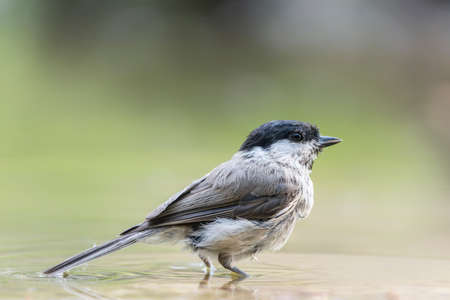 Blackcap male (Sylvia atricapilla) taking a bath in the forest Overijssel in the Netherlands.の写真素材