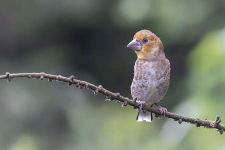Beautiful juvenile Hawfinch (Coccothraustes coccothraustes) on a branch in the forest of Noord Brabant in the Netherlands.の写真素材