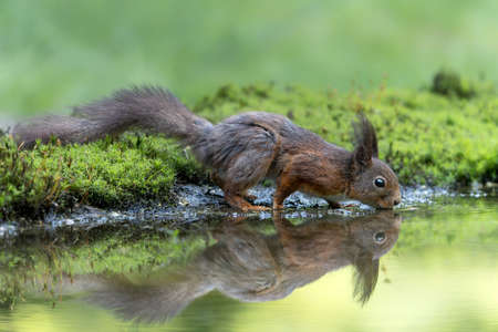 Cute and beautiful Eurasian red squirrel (Sciurus vulgaris) drinking water in a pool in the forest of Noord Brabant in the Netherlands. Reflection in the water.の写真素材