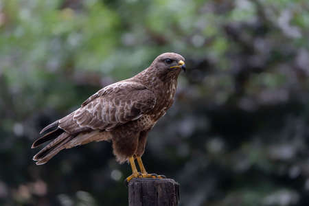 A beautiful Common Buzzard (Buteo buteo) sitting on a fence post at a pasture looking for prey. North Brabant in the Netherlands.の写真素材
