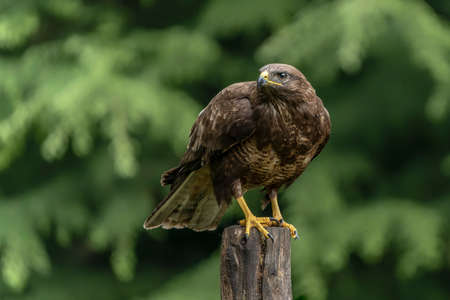 A beautiful Common Buzzard (Buteo buteo) sitting on a fence post at a pasture looking for prey....
