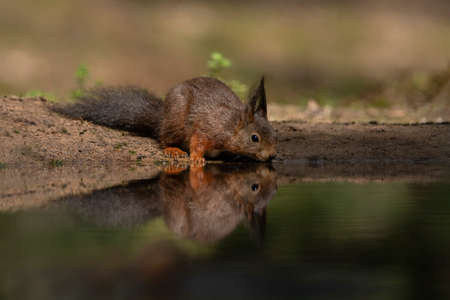 Cute and beautiful Eurasian red squirrel (Sciurus vulgaris) drinking water in a pool in the forest of Limburg in the Netherlands. Reflection in the water.の写真素材