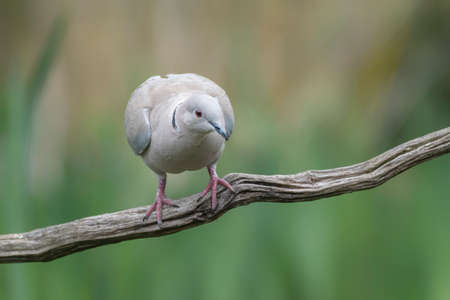Eurasian Collared-Dove (Streptopelia decaocto) on a branch. Overijssel in the Netherlands. Bokeh background.の写真素材