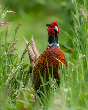 Portrait of a beautiful Ring-necked Pheasant (Phasianus colchicus). Gelderland in the Netherlands....