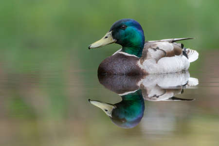 Male Mallard duck (Anas platyrhynchos) swimming on lake surface in the Netherlands. Perfect reflection.の写真素材