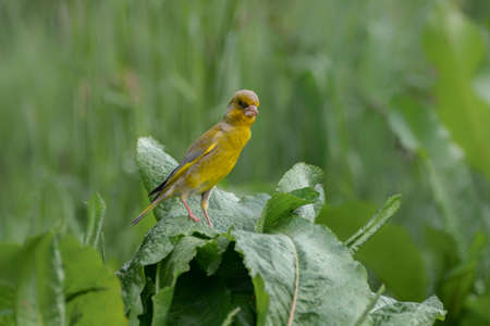 Male European Greenfinch (Chloris chloris) on a leaf in the forest of the Netherlands.