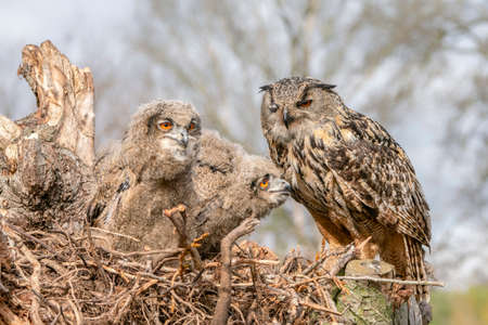 Mother and two beautiful, juvenile European Eagle Owl (Bubo bubo) in the nest in the Netherlands. Wild bird of prey with brown feathers and large orange eyes.の写真素材