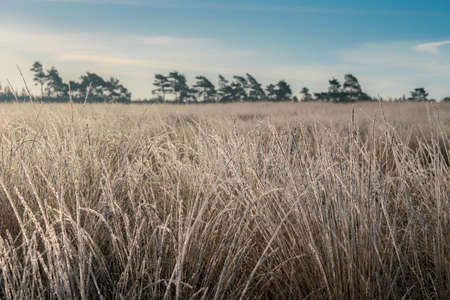 Frosted grass in a field with pine trees in the background